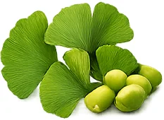 Cardiden — Ginkgo-biloba-Extrakt